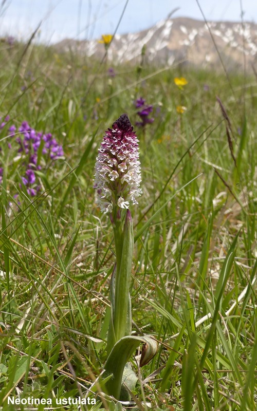 Le orchidee di Cardito, splendide praterie tra il reatino e laquilano.